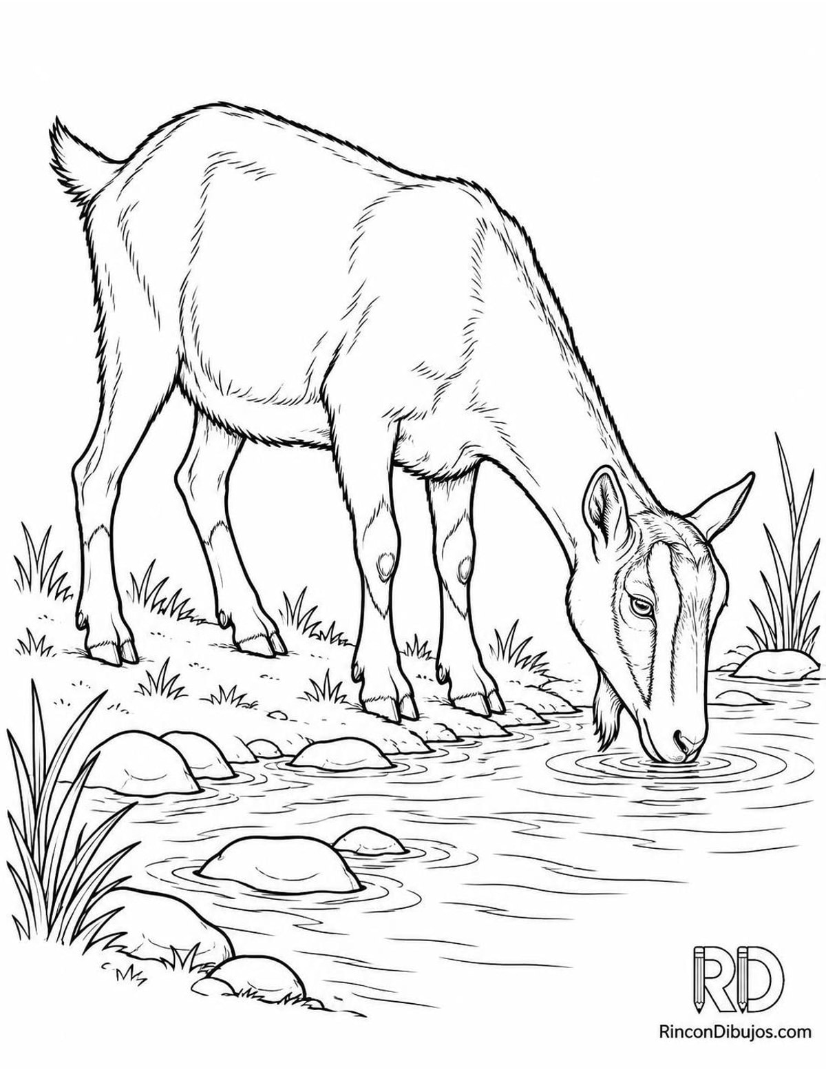 Dibujo de cabra toggenburg para colorear Dibujo de cabra toggenburg para colorear