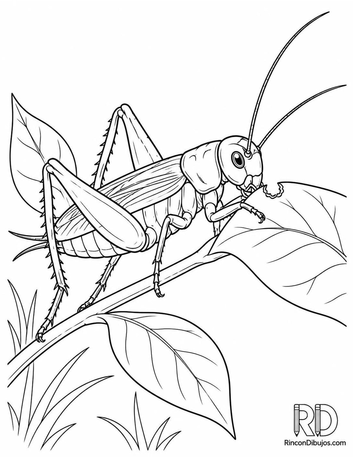 Dibujo de grillo comiendo hoja para colorear Dibujo de grillo comiendo hoja para colorear
