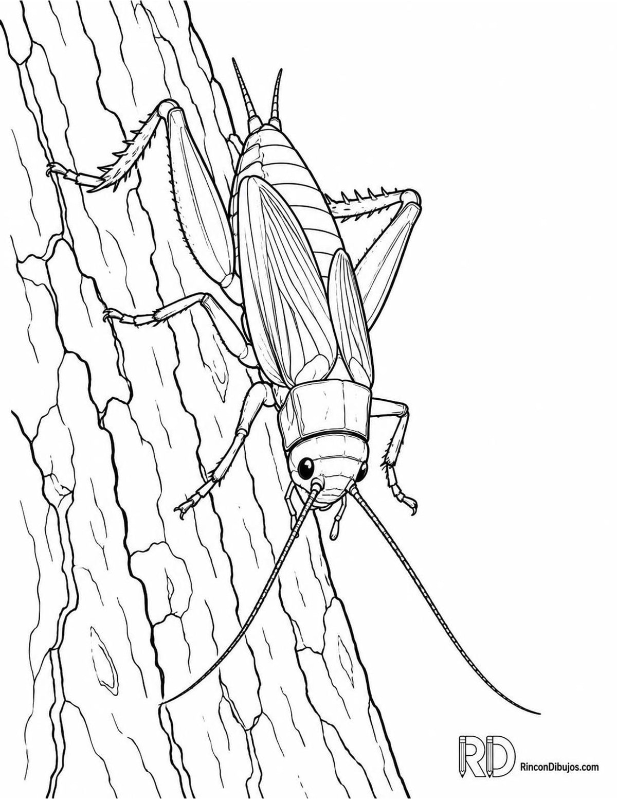 Dibujo de grillo sobre corteza para colorear Dibujo de grillo sobre corteza para colorear