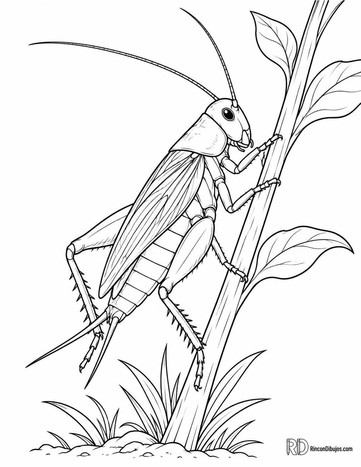 Dibujo de grillo trepando para colorear Dibujo de grillo trepando para colorear