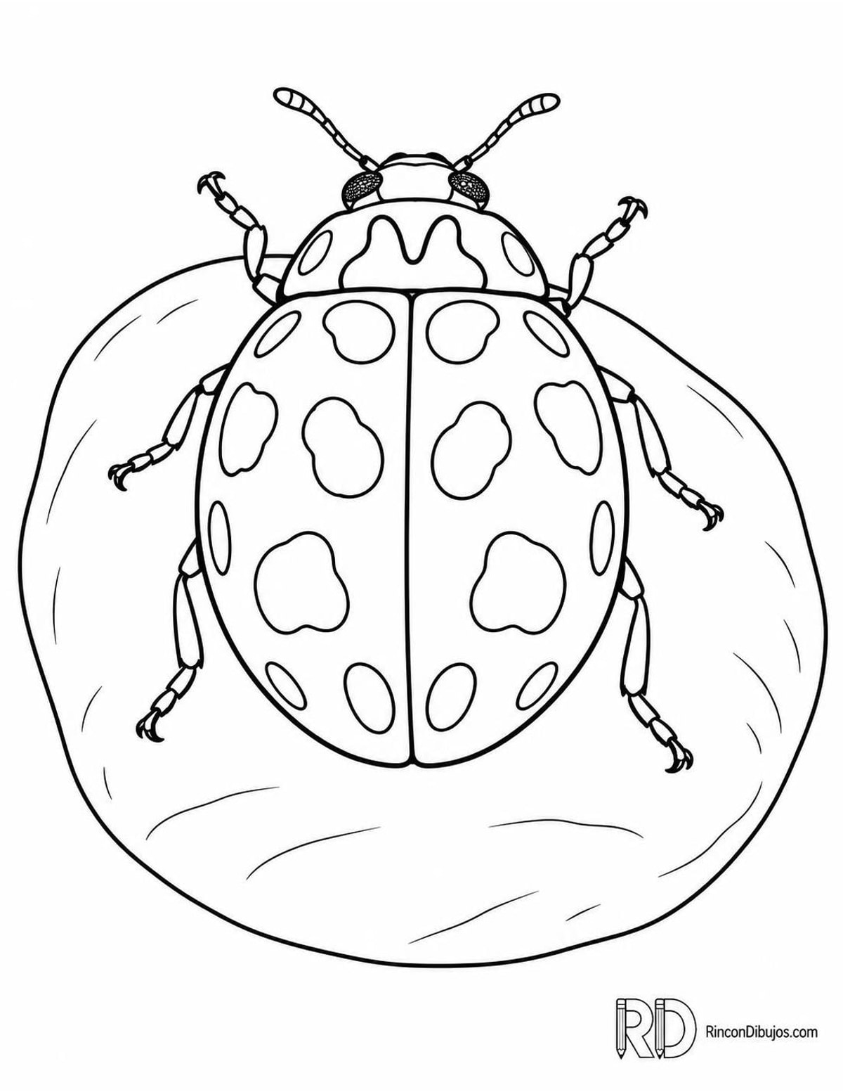 Dibujo de mariquita asiática en piedra para colorear Dibujo de mariquita asiática en piedra para colorear