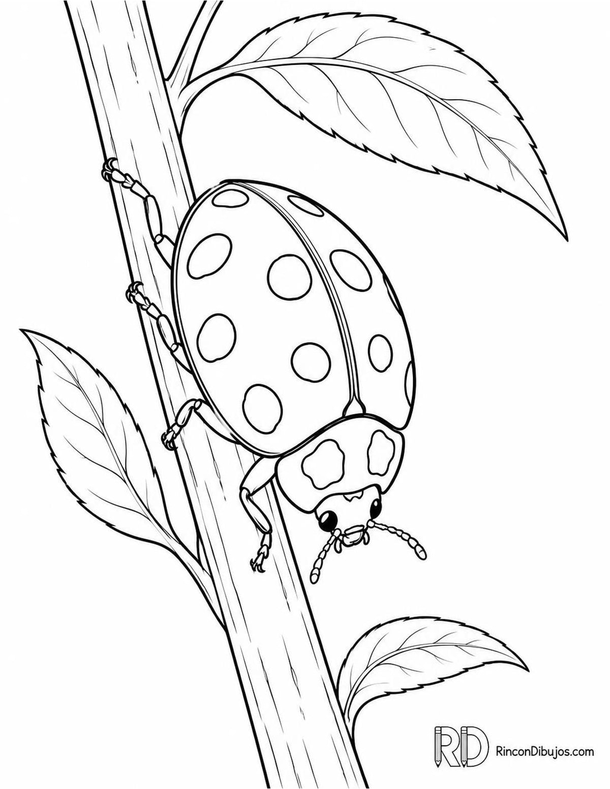 Dibujo de mariquita asiática en tallo para colorear Dibujo de mariquita asiática en tallo para colorear