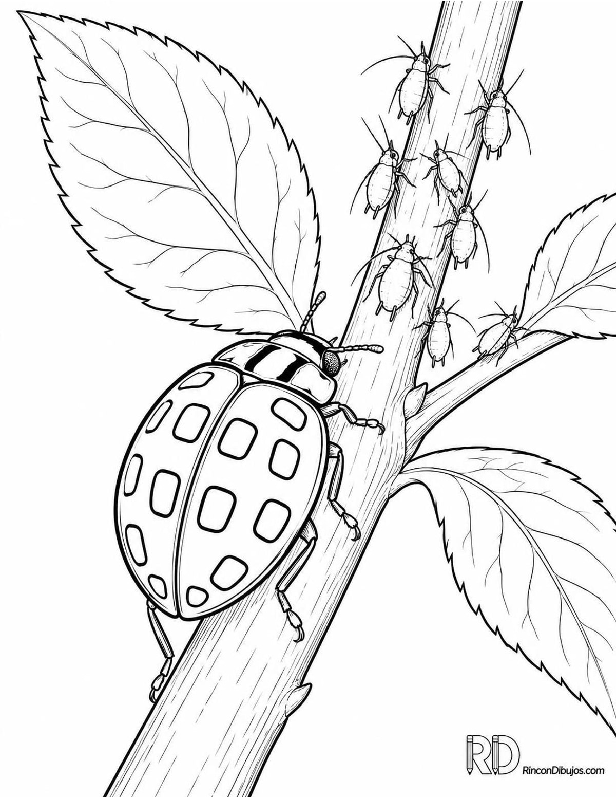 Dibujo de mariquita de catorce puntos colonia para colorear Dibujo de mariquita de catorce puntos colonia para colorear