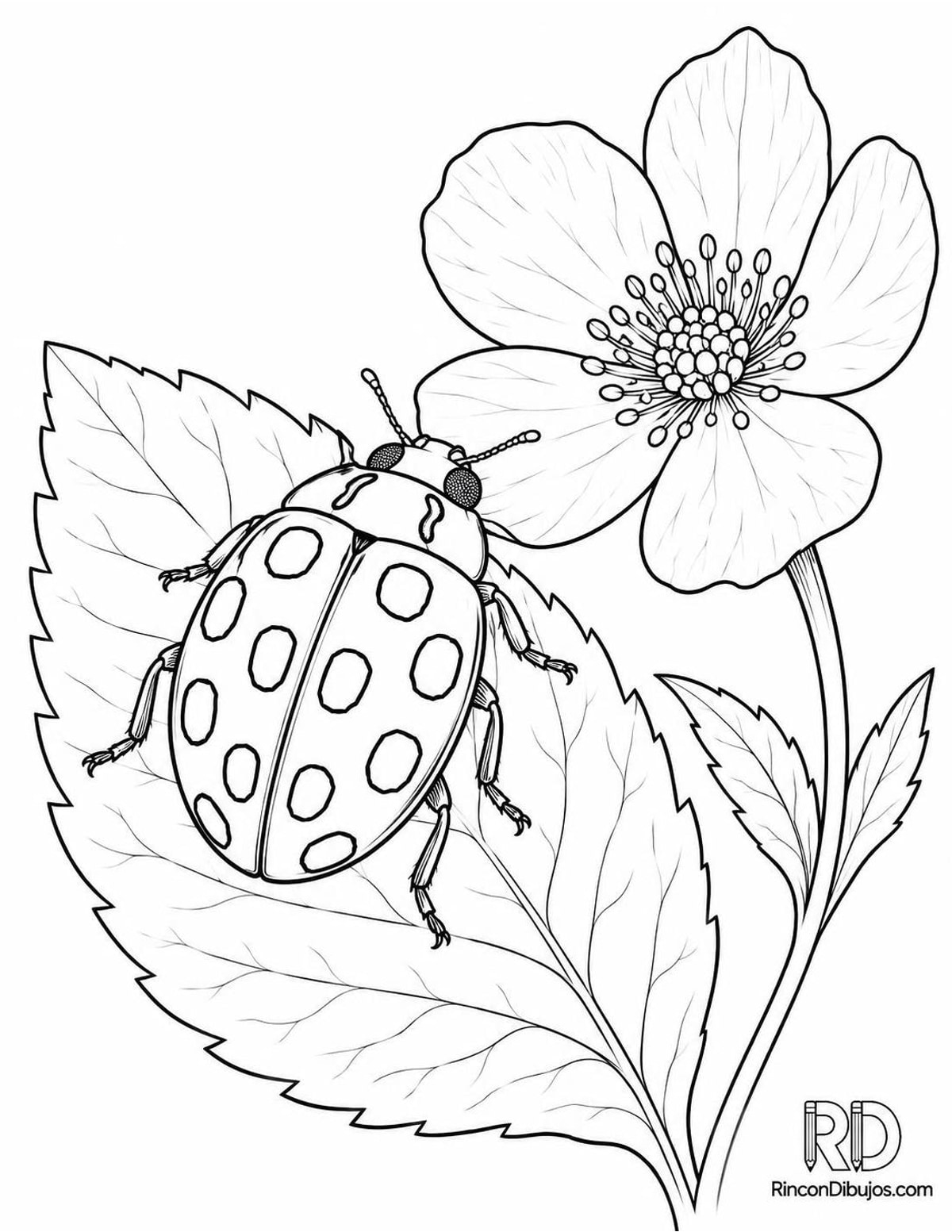 Dibujo de mariquita de catorce puntos junto para colorear Dibujo de mariquita de catorce puntos junto para colorear
