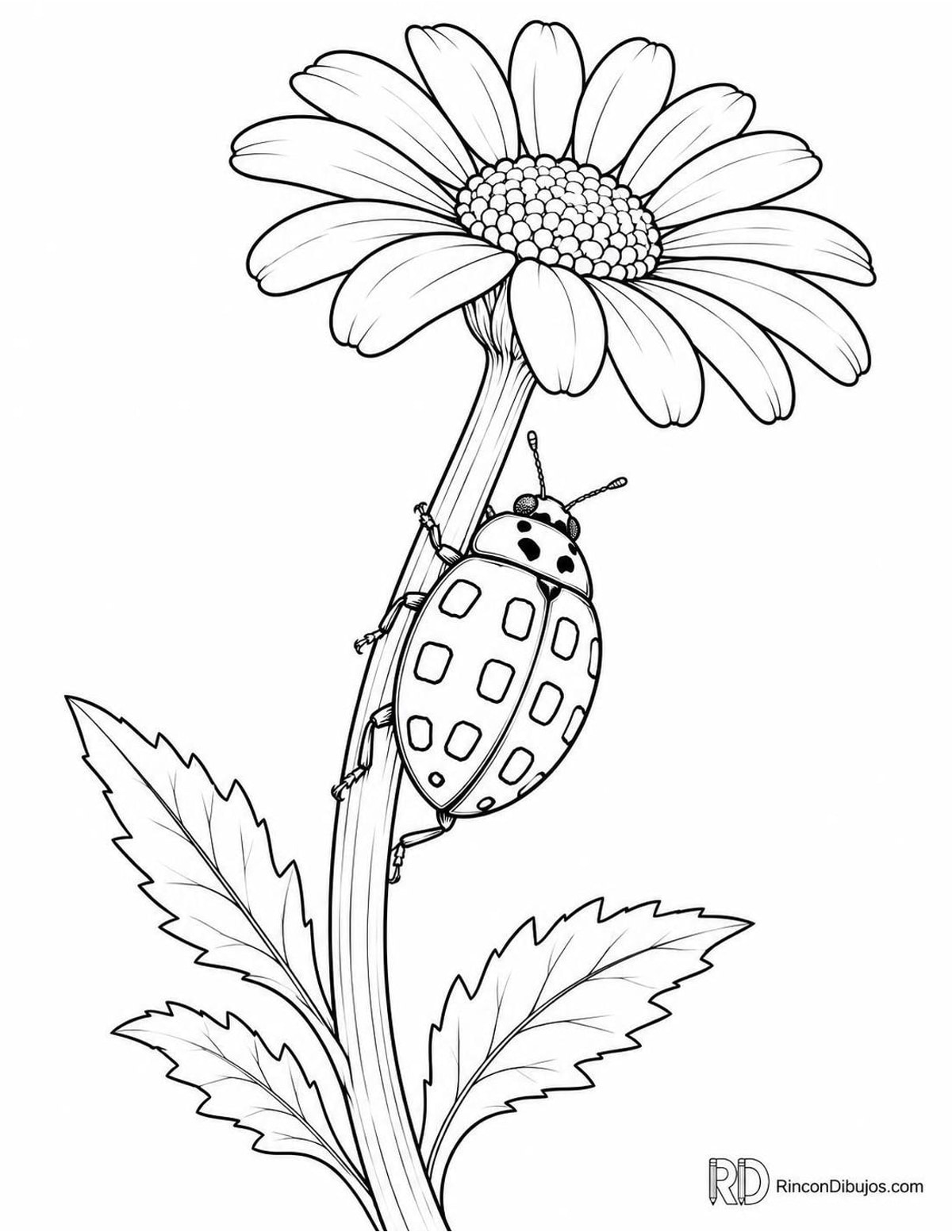 Dibujo de mariquita de catorce puntos para colorear Dibujo de mariquita de catorce puntos para colorear