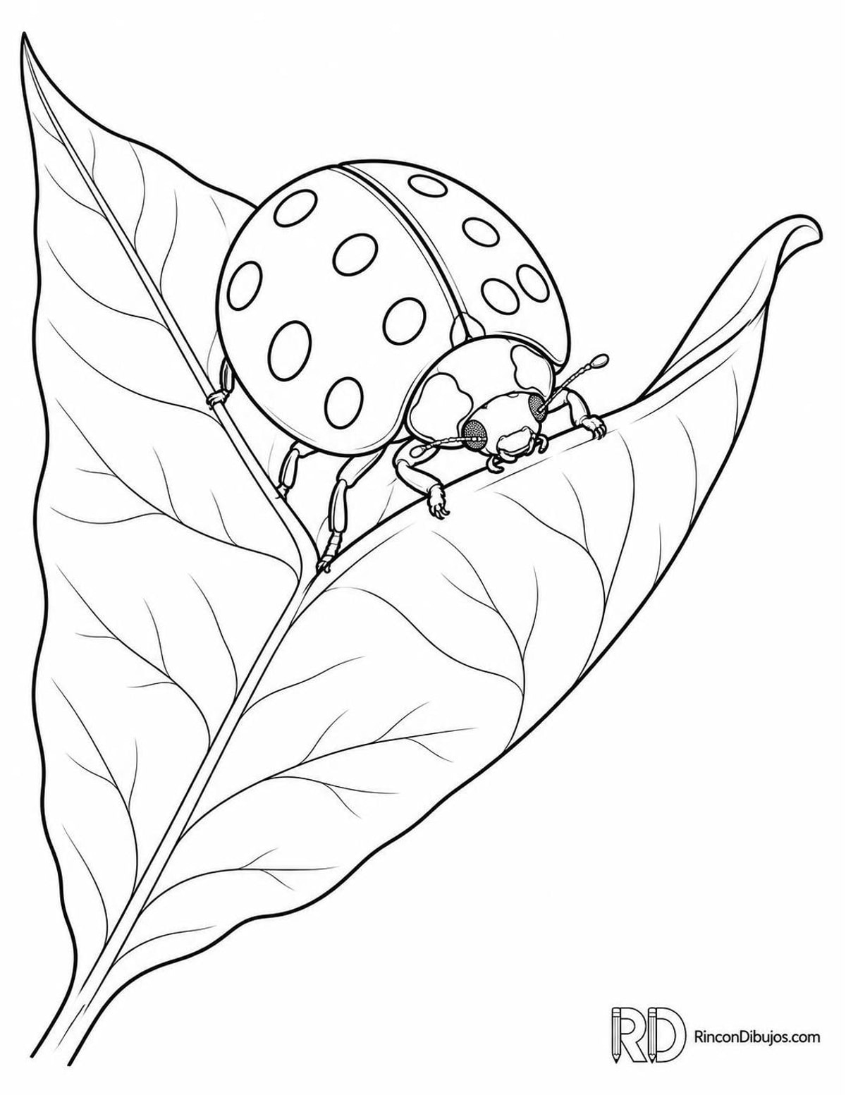 Dibujo de mariquita de diez puntos asomándose para colorear Dibujo de mariquita de diez puntos asomándose para colorear