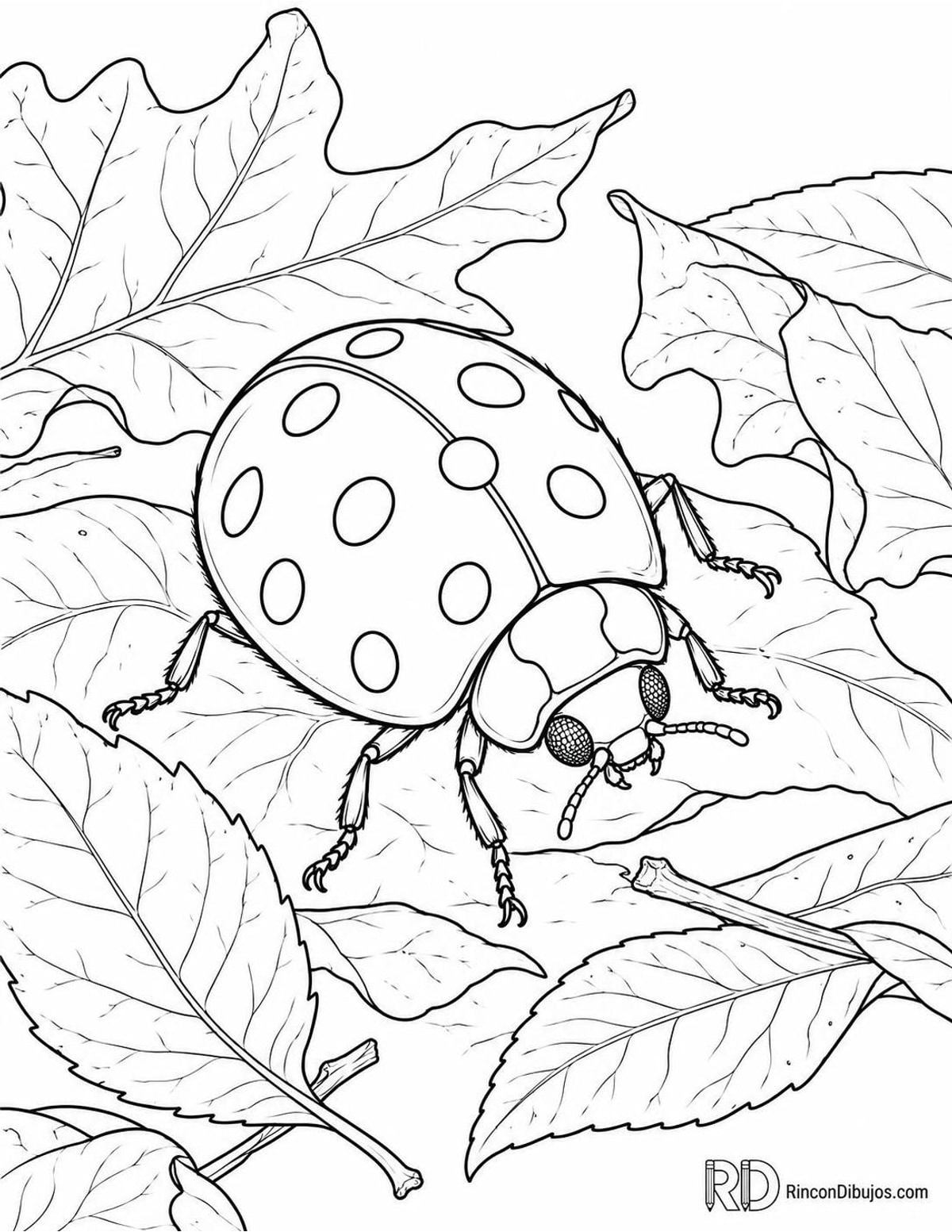 Dibujo de mariquita de once puntos entre para colorear Dibujo de mariquita de once puntos entre para colorear