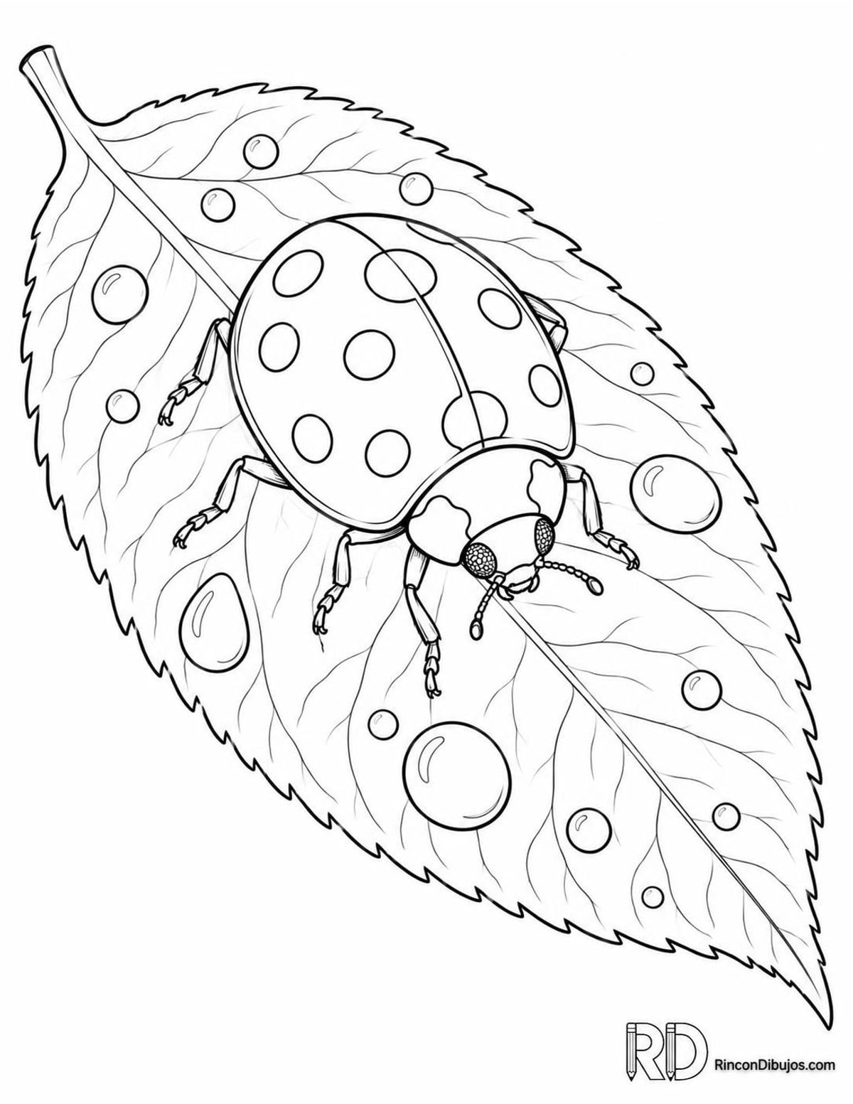 Dibujo de mariquita de once puntos para colorear Dibujo de mariquita de once puntos para colorear
