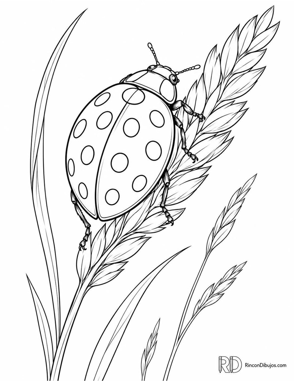 Dibujo de mariquita de once puntos posada para colorear Dibujo de mariquita de once puntos posada para colorear