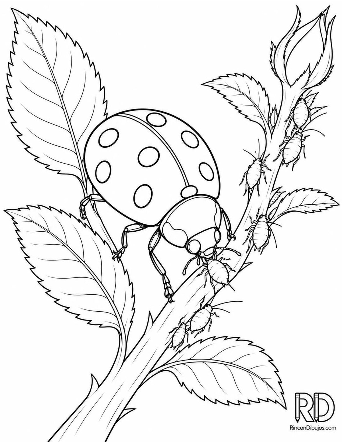 Dibujo de mariquita de siete puntos comiendo para colorear Dibujo de mariquita de siete puntos comiendo para colorear