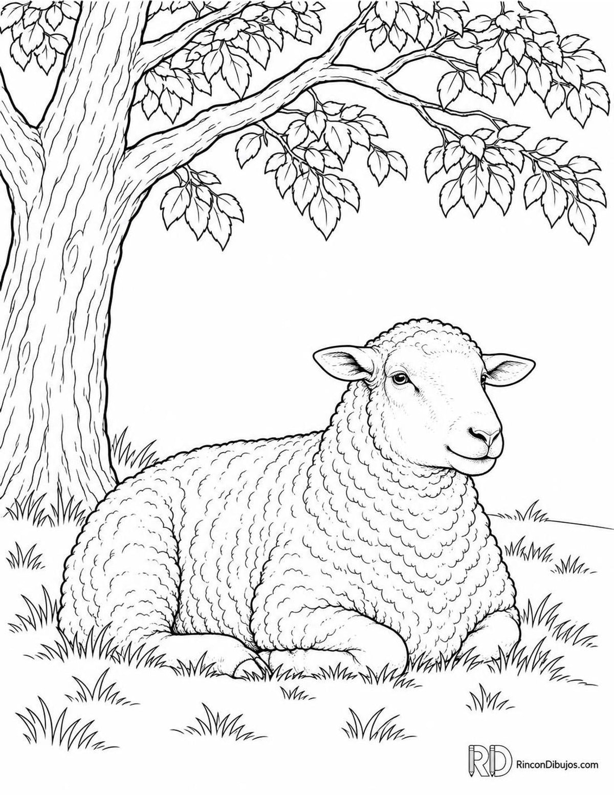 Dibujo de oveja Dorset para colorear Dibujo de oveja Dorset para colorear