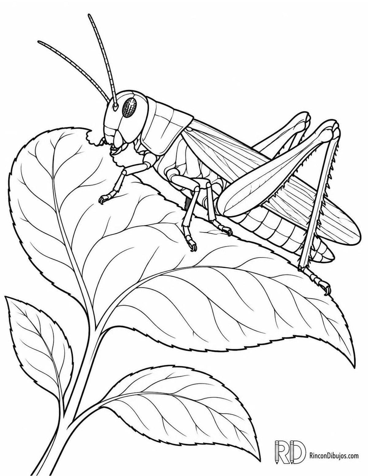 Dibujo de saltamontes comiendo para colorear Dibujo de saltamontes comiendo para colorear