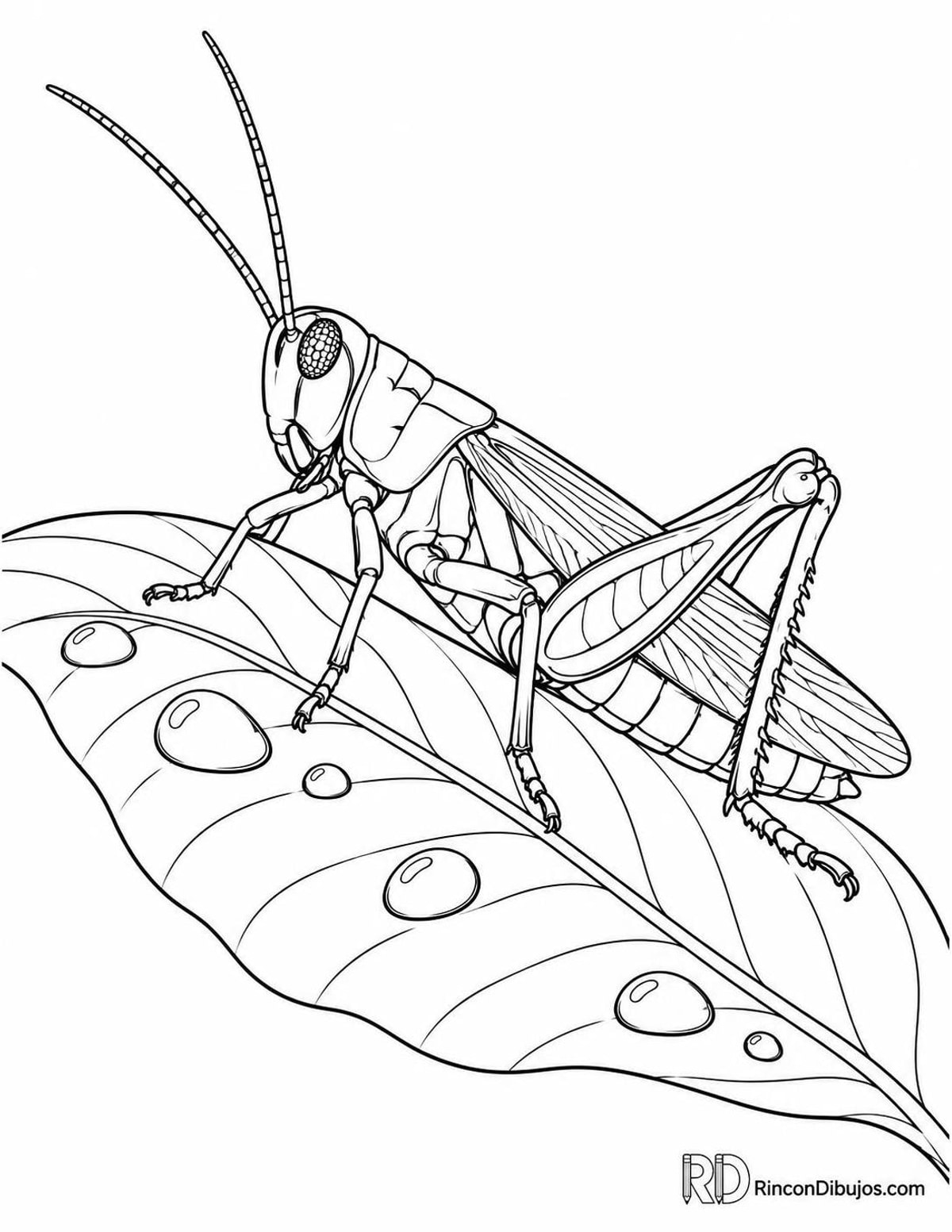 Dibujo de saltamontes con rocío para colorear Dibujo de saltamontes con rocío para colorear