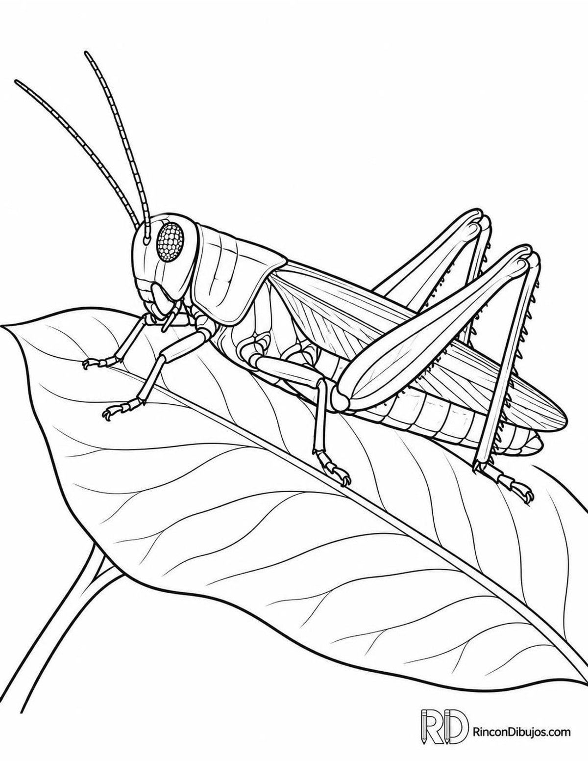 Dibujo de saltamontes descansando para colorear Dibujo de saltamontes descansando para colorear