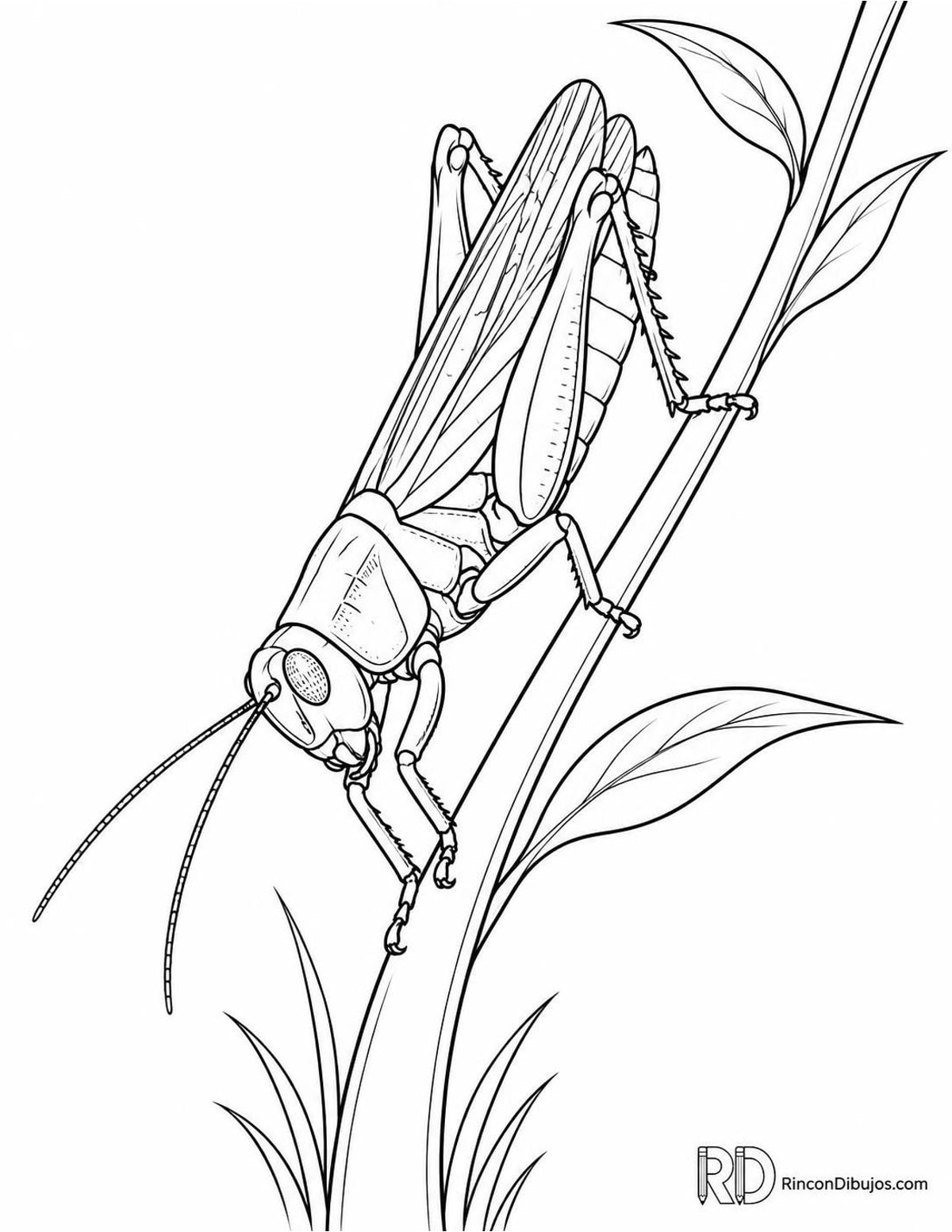 Dibujo de saltamontes descendiendo para colorear Dibujo de saltamontes descendiendo para colorear