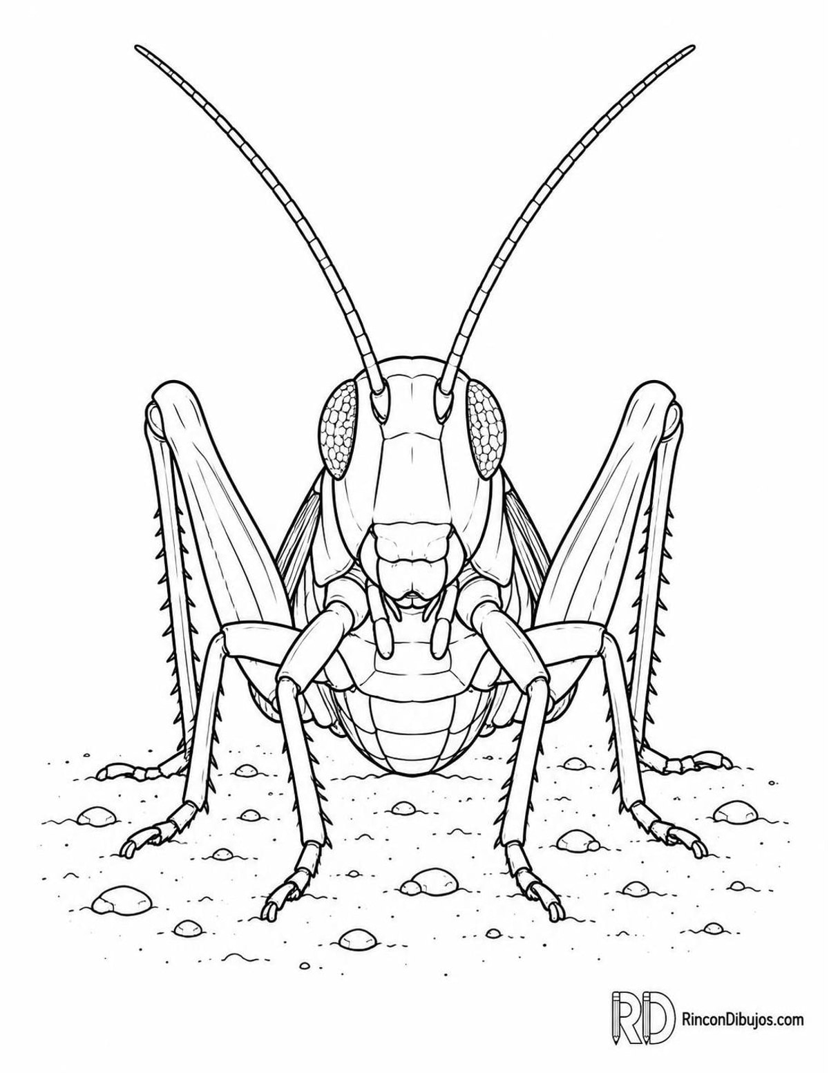 Dibujo de saltamontes en arena para colorear Dibujo de saltamontes en arena para colorear