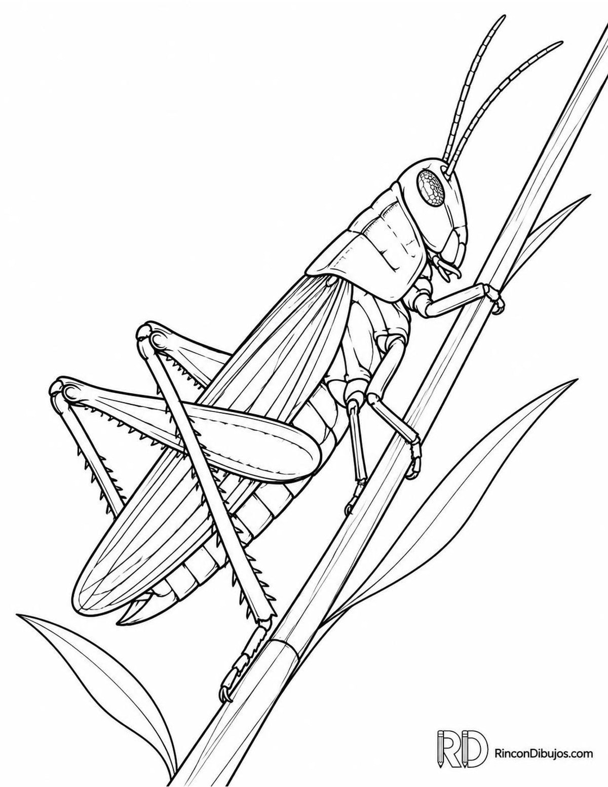 Dibujo de saltamontes en caña para colorear Dibujo de saltamontes en caña para colorear