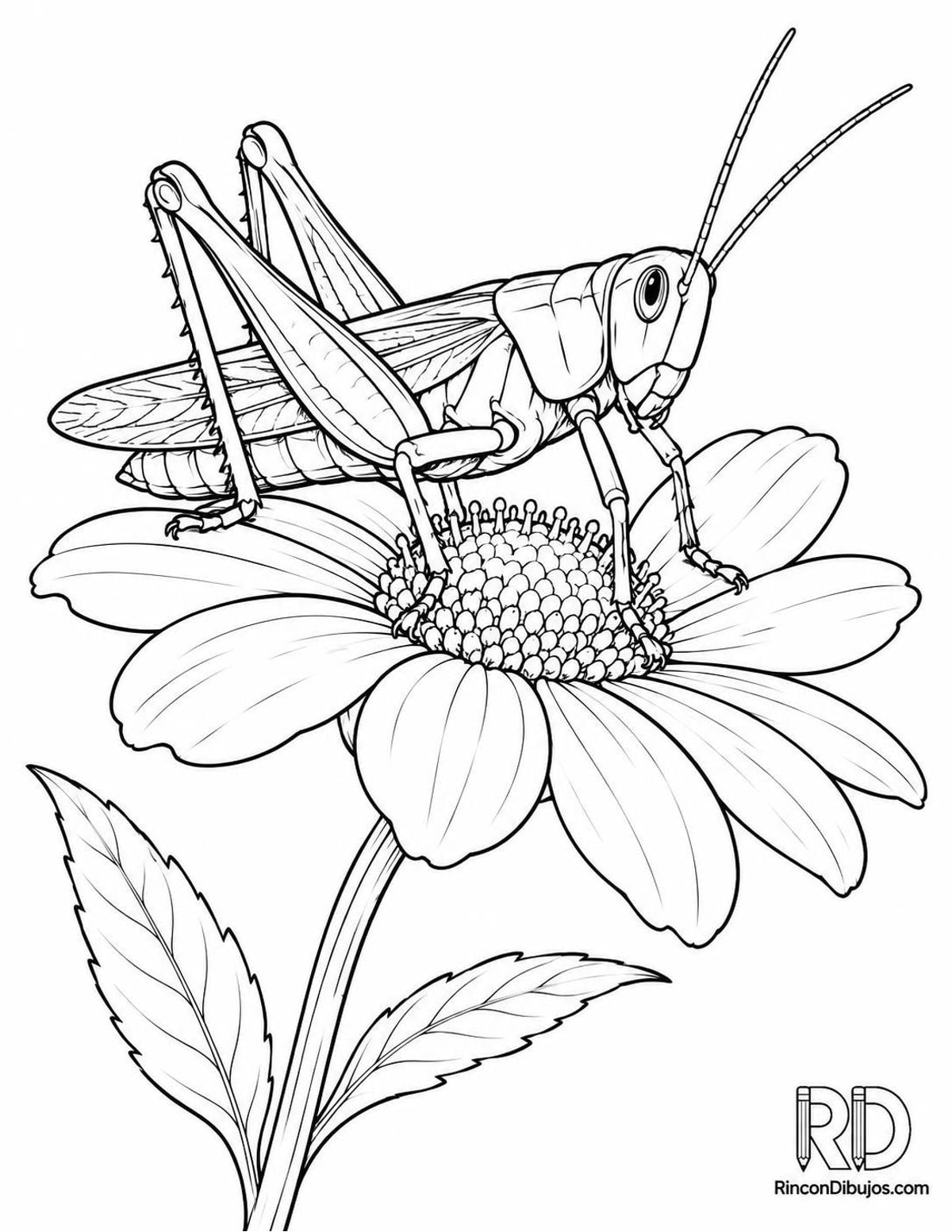Dibujo de saltamontes en flor para colorear Dibujo de saltamontes en flor para colorear