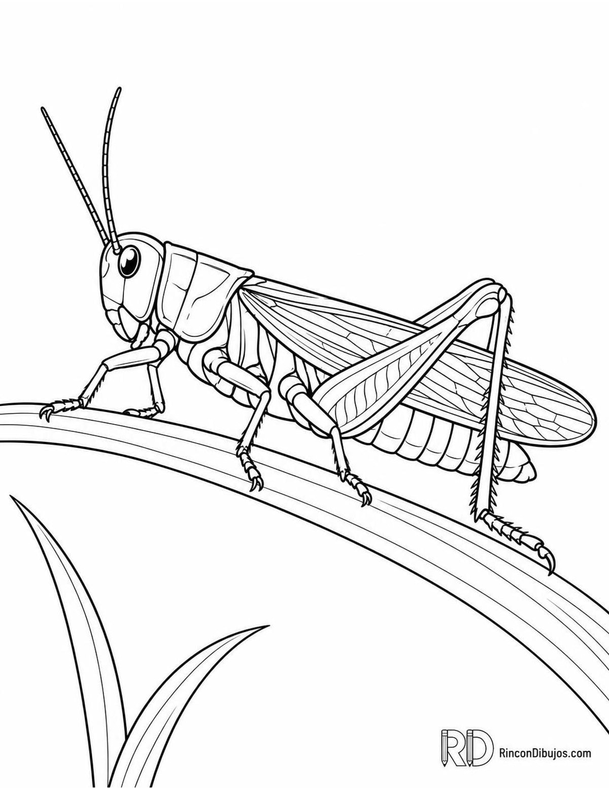Dibujo de saltamontes en hierba para colorear Dibujo de saltamontes en hierba para colorear