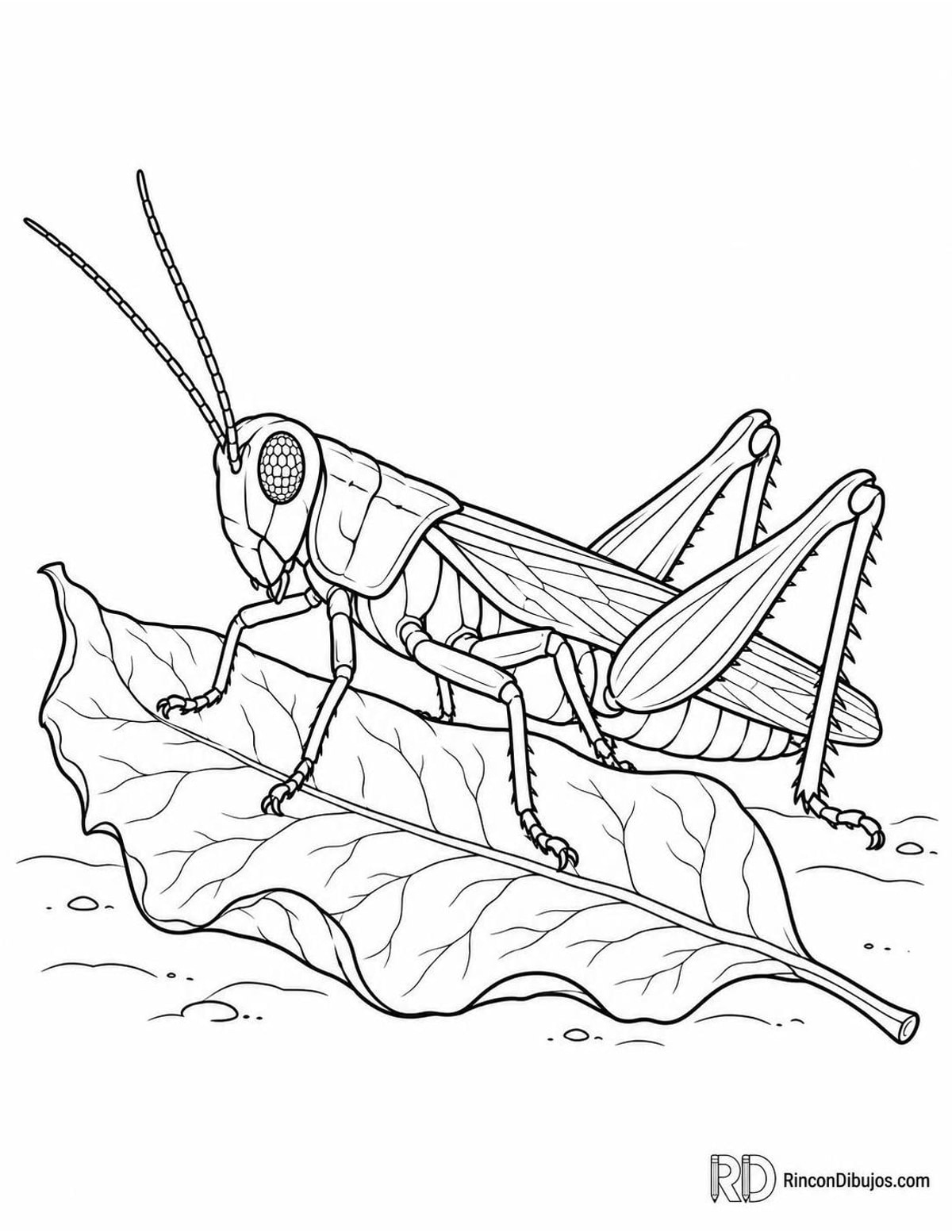 Dibujo de saltamontes en hoja seca para colorear Dibujo de saltamontes en hoja seca para colorear