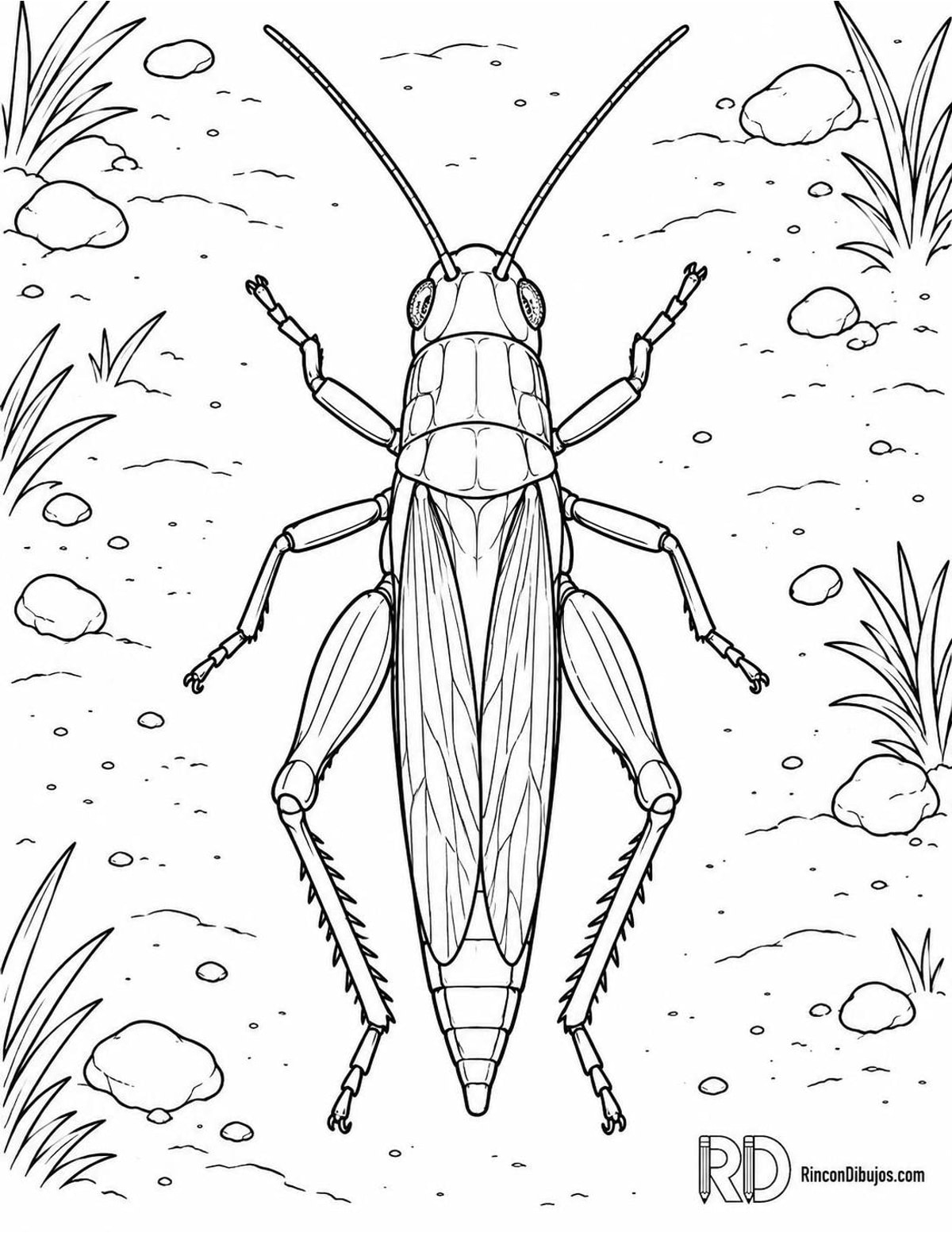 Dibujo de saltamontes en sendero para colorear Dibujo de saltamontes en sendero para colorear