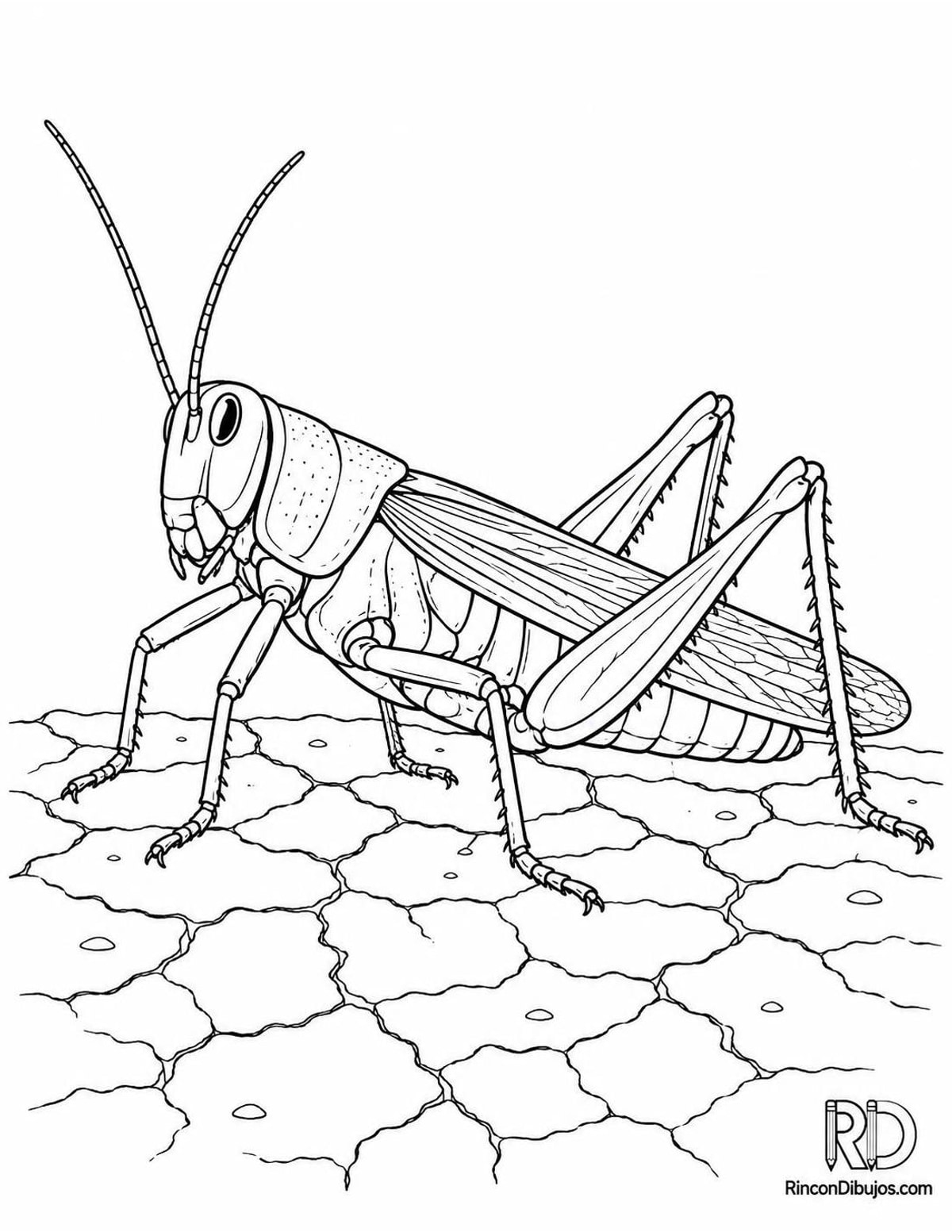 Dibujo de saltamontes en tierra para colorear Dibujo de saltamontes en tierra para colorear